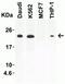 Interleukin 23 Subunit Alpha antibody, NBP1-77257, Novus Biologicals, Western Blot image 