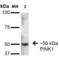 Serine/threonine-protein kinase PINK1, mitochondrial antibody, 56548, QED Bioscience, Western Blot image 