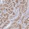 Coiled-Coil Domain Containing 73 antibody, HPA038669, Atlas Antibodies, Immunohistochemistry frozen image 