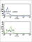 Corticotropin Releasing Hormone Receptor 2 antibody, abx032983, Abbexa, Western Blot image 