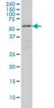 Ectodermal-Neural Cortex 1 antibody, H00008507-M02, Novus Biologicals, Western Blot image 