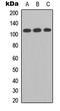 Transmembrane Serine Protease 15 antibody, LS-C354351, Lifespan Biosciences, Western Blot image 