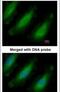 Ribosomal Protein L13a antibody, PA5-21430, Invitrogen Antibodies, Immunofluorescence image 
