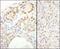 SPT6 Homolog, Histone Chaperone And Transcription Elongation Factor antibody, NB100-2582, Novus Biologicals, Immunohistochemistry paraffin image 