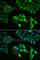 Short-chain specific acyl-CoA dehydrogenase, mitochondrial antibody, A7230, ABclonal Technology, Immunofluorescence image 
