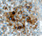 Arylsulfatase A antibody, AF2485, R&D Systems, Immunohistochemistry frozen image 