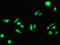 Death-associated protein kinase 2 antibody, orb350421, Biorbyt, Immunocytochemistry image 