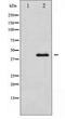Mitogen-Activated Protein Kinase 9 antibody, LS-C417539, Lifespan Biosciences, Western Blot image 