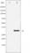 Nucleophosmin 1 antibody, abx010328, Abbexa, Western Blot image 