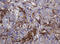 Fibronectin Type III Domain Containing 4 antibody, LS-C174342, Lifespan Biosciences, Immunohistochemistry frozen image 