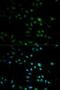 Interferon Beta 1 antibody, LS-C331553, Lifespan Biosciences, Immunofluorescence image 