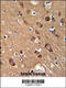 Synaptotagmin 13 antibody, 61-946, ProSci, Immunohistochemistry paraffin image 