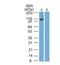 Epstein-Barr Virus Induced 3 antibody, MA5-24805, Invitrogen Antibodies, Western Blot image 