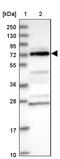 Dihydrouridine Synthase 3 Like antibody, PA5-59757, Invitrogen Antibodies, Western Blot image 