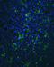Integrin Subunit Beta 2 antibody, PB9141, Boster Biological Technology, Immunofluorescence image 