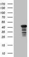 Cytokine Induced Apoptosis Inhibitor 1 antibody, LS-C794517, Lifespan Biosciences, Western Blot image 