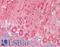 TNF Receptor Associated Factor 6 antibody, LS-B11779, Lifespan Biosciences, Immunohistochemistry frozen image 