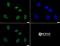 Histone Cluster 2 H3 Family Member D antibody, NB21-1092, Novus Biologicals, Immunocytochemistry image 