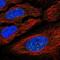 YY2 Transcription Factor antibody, NBP2-57462, Novus Biologicals, Immunofluorescence image 