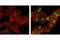 Checkpoint Kinase 1 antibody, 2348T, Cell Signaling Technology, Immunocytochemistry image 