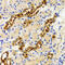 Piwi Like RNA-Mediated Gene Silencing 4 antibody, 18-960, ProSci, Immunohistochemistry frozen image 