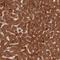 Transcription Factor 25 antibody, HPA041699, Atlas Antibodies, Immunohistochemistry paraffin image 