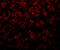 Golgi Membrane Protein 1 antibody, A02975, Boster Biological Technology, Immunofluorescence image 