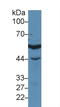 Interferon Regulatory Factor 3 antibody, LS-C314803, Lifespan Biosciences, Western Blot image 