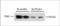 DET1 And DDB1 Associated 1 antibody, LS-C163444, Lifespan Biosciences, Western Blot image 