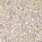 Cytokine Induced Apoptosis Inhibitor 1 antibody, A04333, Boster Biological Technology, Immunohistochemistry frozen image 