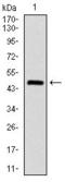 Citrulline--aspartate ligase antibody, GTX60549, GeneTex, Western Blot image 