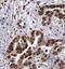 Spindlin-1 antibody, FNab08177, FineTest, Immunohistochemistry frozen image 