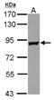 GRB2 Associated Binding Protein 2 antibody, NBP2-16564, Novus Biologicals, Western Blot image 