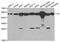 Citrate Synthase antibody, A5713, ABclonal Technology, Western Blot image 