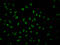 Geminin DNA Replication Inhibitor antibody, CSB-RA585624A0HU, Cusabio, Immunofluorescence image 