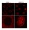 Histone H2A.x antibody, A300-082A, Bethyl Labs, Immunofluorescence image 