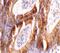 BCL2 Like 14 antibody, PA5-20029, Invitrogen Antibodies, Immunohistochemistry frozen image 