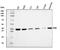 DnaJ Heat Shock Protein Family (Hsp40) Member B1 antibody, A03100-1, Boster Biological Technology, Western Blot image 