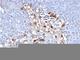 Melanoma Cell Adhesion Molecule antibody, V2698-100UG, NSJ Bioreagents, Flow Cytometry image 