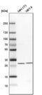 Vesicle-associated membrane protein-associated protein B antibody, PA5-53023, Invitrogen Antibodies, Western Blot image 