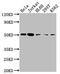 Caspase 2 antibody, CSB-RA291376A0HU, Cusabio, Western Blot image 