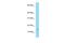 Chromosome 4 Open Reading Frame 46 antibody, PA5-69794, Invitrogen Antibodies, Western Blot image 