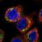 Caspase 10 antibody, NBP1-87685, Novus Biologicals, Immunocytochemistry image 
