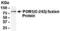 Arfaptin-2 antibody, XW-8043, ProSci, Western Blot image 