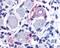 G Protein-Coupled Receptor 149 antibody, 48-276, ProSci, Immunohistochemistry paraffin image 