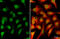 MRE11A antibody, GTX118741, GeneTex, Immunofluorescence image 