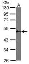 Enolase 1 antibody, TA308873, Origene, Western Blot image 