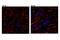 Neurofascin antibody, 15035S, Cell Signaling Technology, Flow Cytometry image 