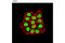 High Mobility Group Nucleosome Binding Domain 1 antibody, 5692S, Cell Signaling Technology, Immunofluorescence image 