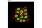 Non-histone chromosomal protein HMG-14 antibody, 5692S, Cell Signaling Technology, Immunofluorescence image 